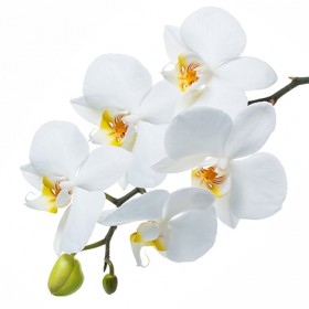 Стол обеденный Танго белый/Орхидея в Верхоянске - verhoyansk.katalogmebeli.com | фото 3